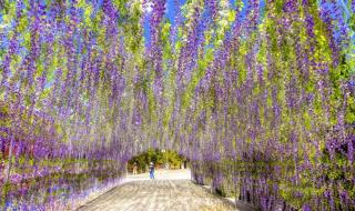 紫藤萝瀑布课堂笔记 紫藤萝瀑布课堂笔记